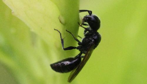 Pemphredon sp.
